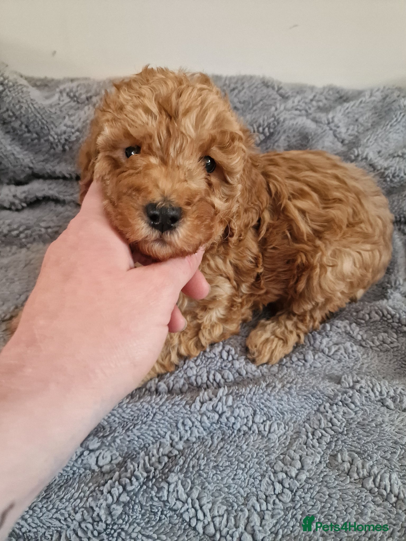 Jackapoo dogs 2 left! Beautiful F1B jackapoo puppys  - Advert 2