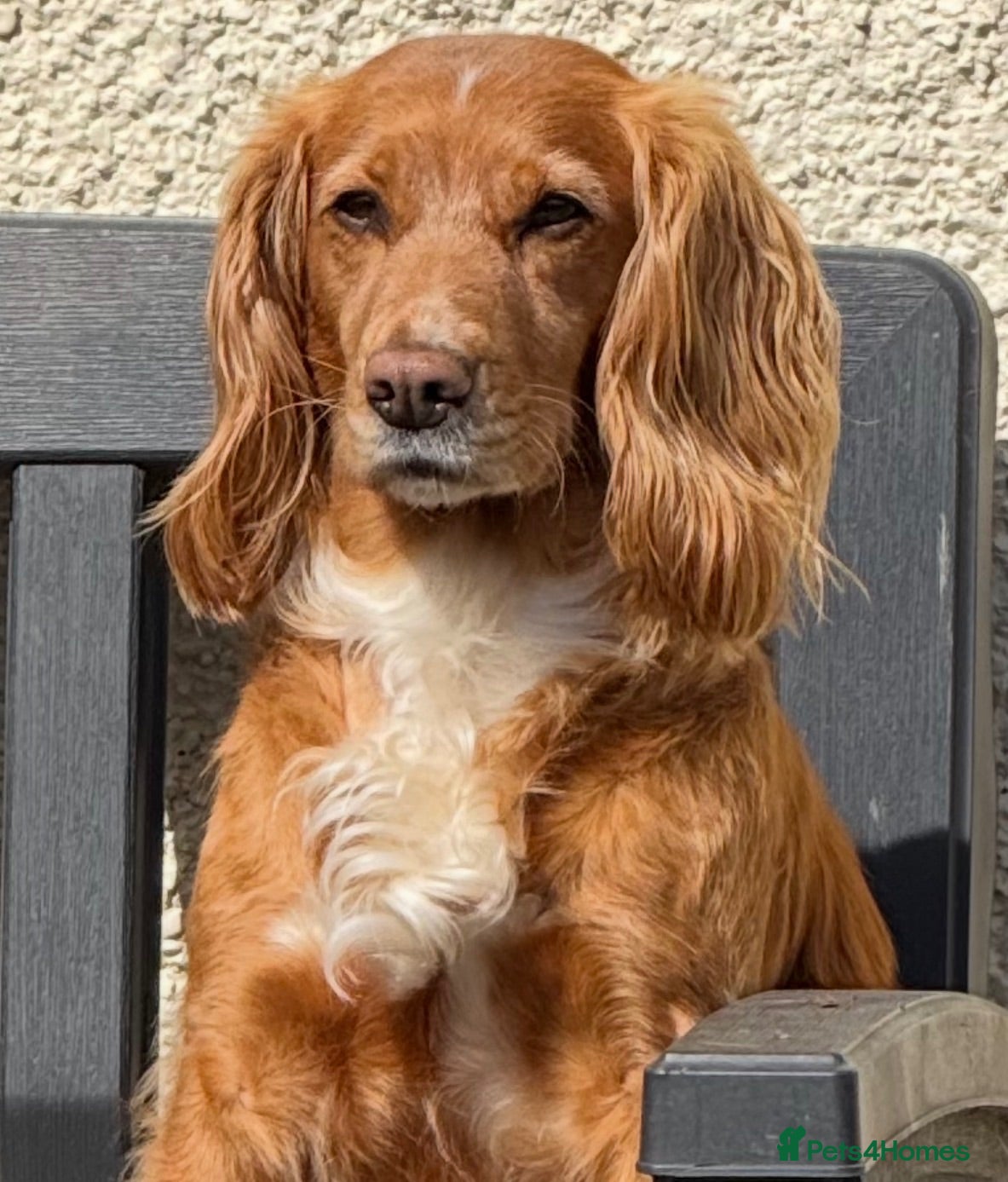 Cocker Spaniel dogs By Beautiful KC Registered Working Cocker Spaniels - Advert 2