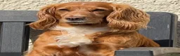 Cocker Spaniel dogs for sale: By Beautiful KC Registered Working Cocker Spaniels - Advert 2