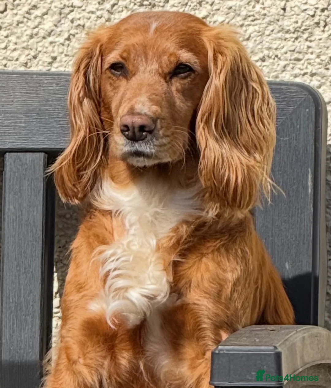 Cocker Spaniel dogs for sale: By Beautiful KC Registered Working Cocker Spaniels - Advert 2