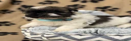 Havanese dogs for sale: Beautiful Havanese Kc Reg’d Puppies - Advert 10