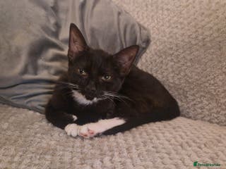 British Shorthair cats 1 male 2 female kittens - Advert 1