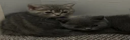 British Shorthair cats for sale: Beautiful British Shorthair kittens - Advert 19