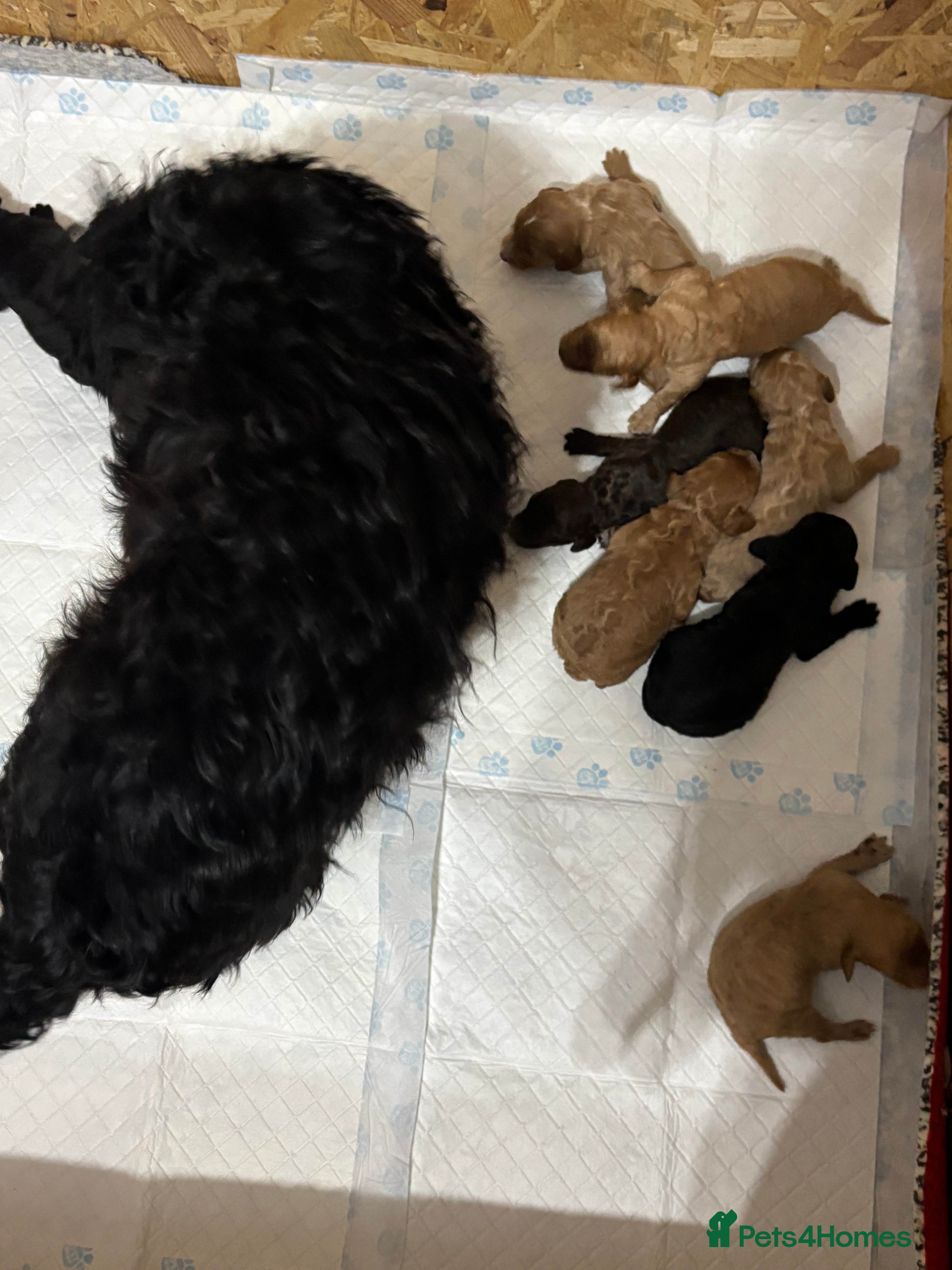 Cockapoo dogs Beautiful cockpoo - Advert 1