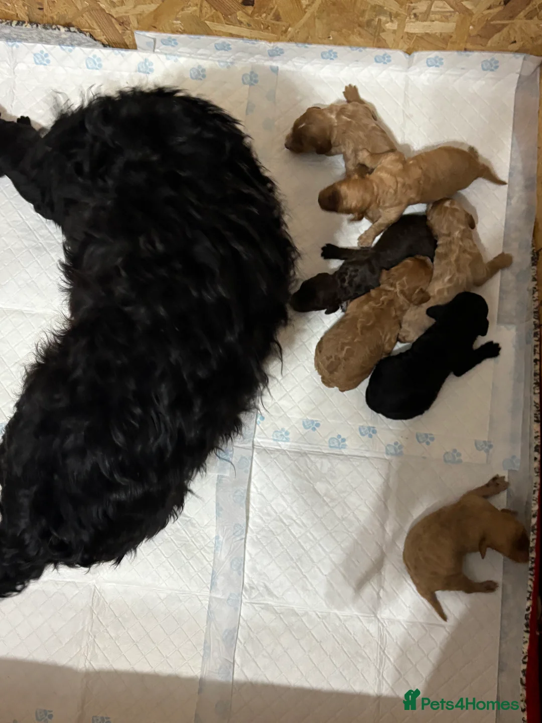 Cockapoo dogs for sale: Beautiful cockpoo - Advert 1