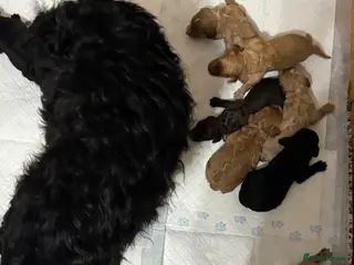 Cockapoo dogs Beautiful cockpoo - Advert 1