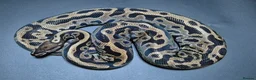 Python Snake reptiles for sale: Ball Pythons - Advert 11