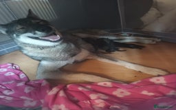 Shepsky dogs for sale: 1 gorgeous female puppy  - Image 3