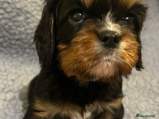 Cavalier King Charles Spaniel dogs Health Tested, beautiful KC Cavalier Puppies. - Advert 7