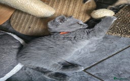 British Shorthair cats for sale: British short hair - Image 2