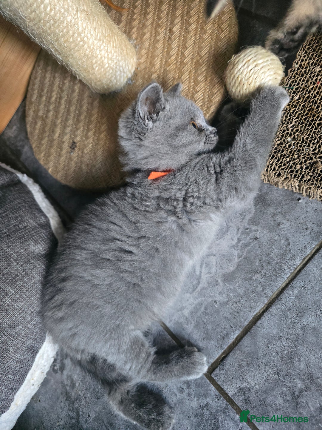 British Shorthair cats for sale: British short hair - Image 2