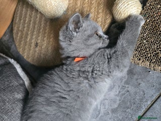 British Shorthair cats - Advert 8