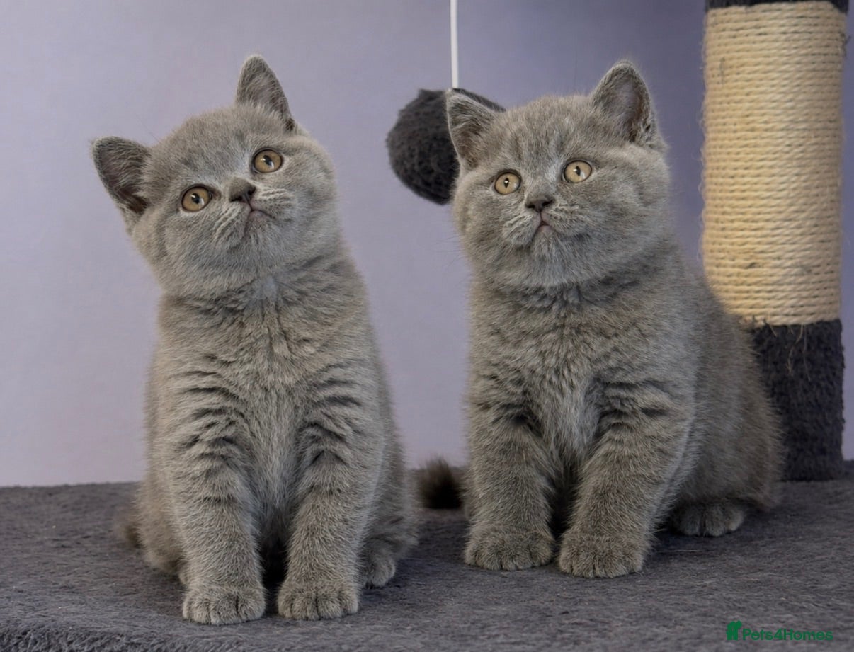 British Shorthair cats Stunning, super friendly, well bred, healthy, BSH - Advert 1
