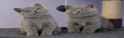 British Shorthair cats for sale: Stunning, super friendly, well bred, healthy, BSH - Advert 1