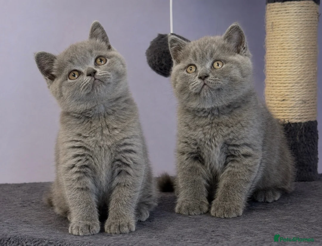 British Shorthair cats for sale: Stunning, super friendly, well bred, healthy, BSH - Advert 1