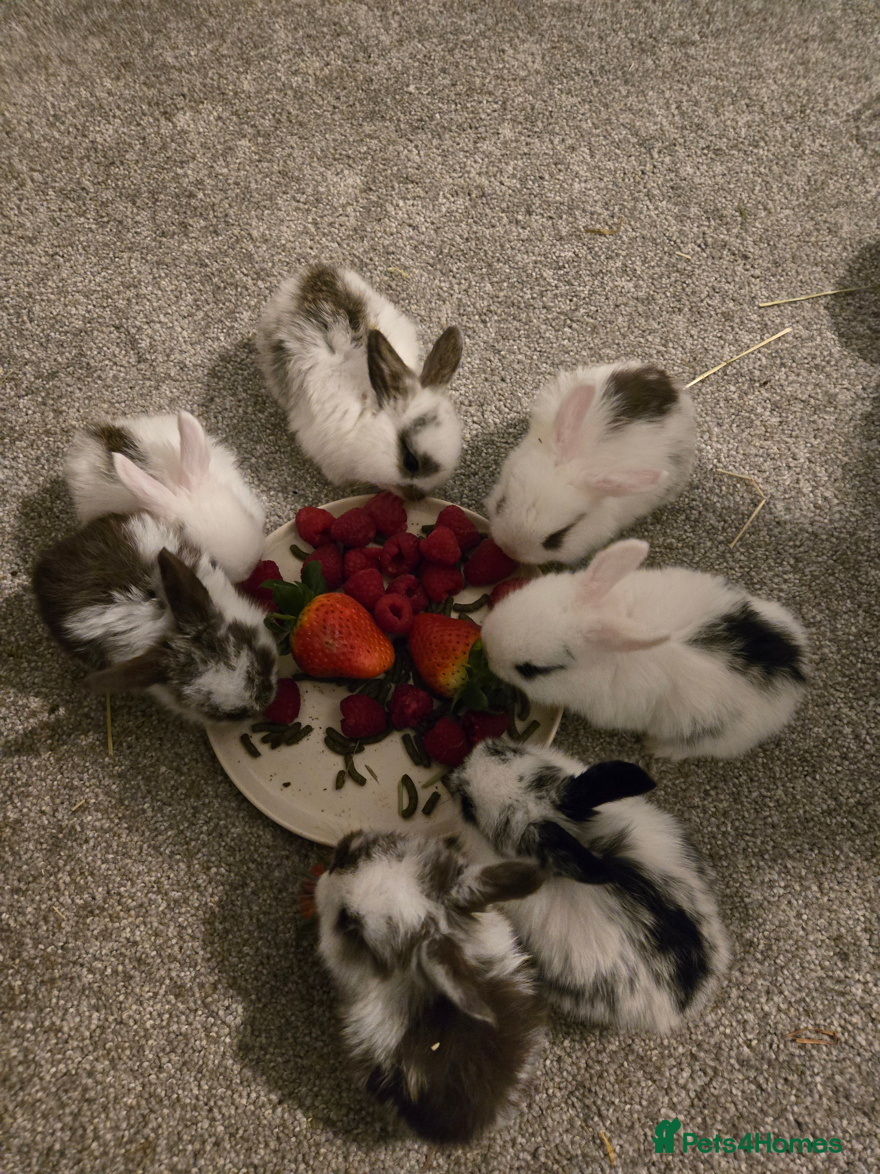 Mini Lop rabbits Mini lop bunnies  in Hinckley - Advert 4