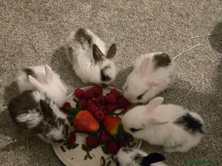 Mini Lop rabbits Mini lop bunnies in Hinckley - Advert 4