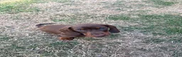 Miniature Dachshund dogs for sale: Stunning KC Miniature Dachshunds - Advert 21