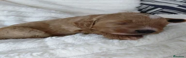 Cockapoo 3