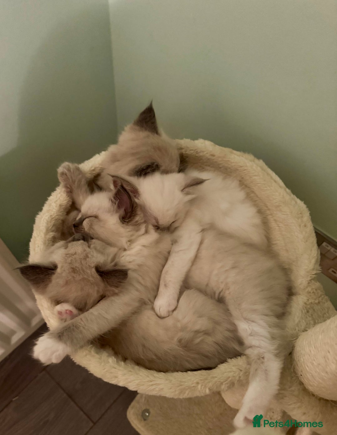 Ragdoll cats for sale: Pure bred blue & lilac point Ragdoll kittens  - Advert 11