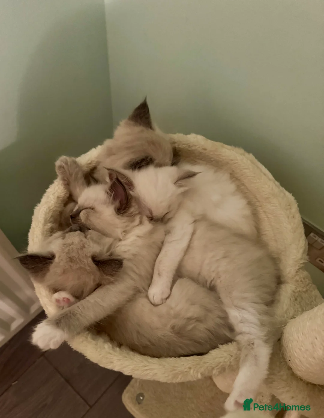 Ragdoll cats for sale: All kittens now reserved. Ragdoll kittens  - Advert 11