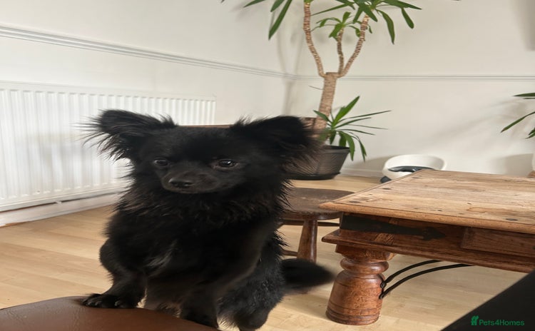 Chihuahua dogs - Advert 2