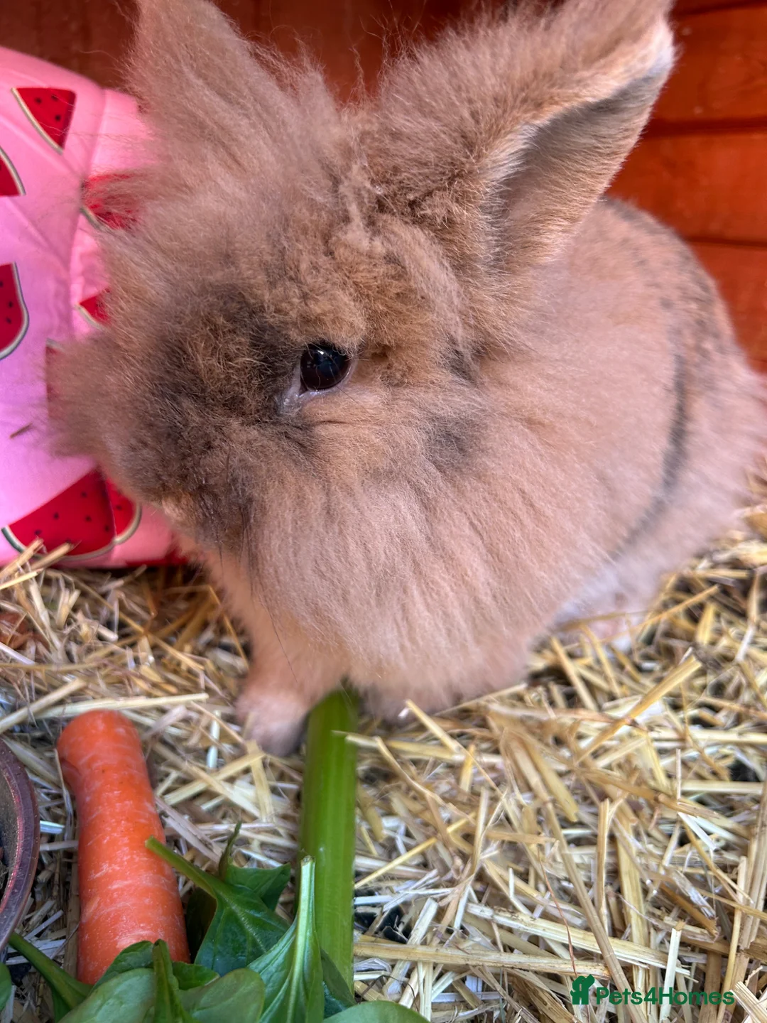 Mini Lion Lop rabbits for sale: Mini lion lop  - Advert 1