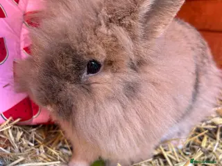Mini Lion Lop rabbits Mini lion lop - Advert 9