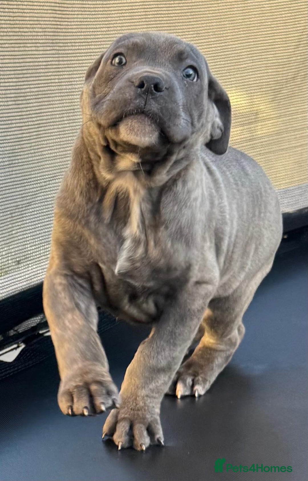 Cane Corso dogs for sale: CANE CORSO CHAMPION BLOOD LINE VERY GOOD STOCK - Advert 6
