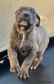 Cane Corso Puppy 7