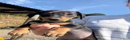 Mixed Breed dogs for sale: Dachshund X border collie - Advert 8