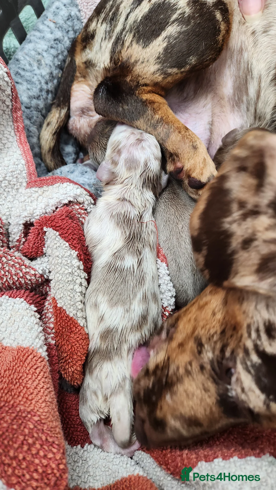 Dachshund dogs for sale: 5 miniture dachshund  - Advert 6