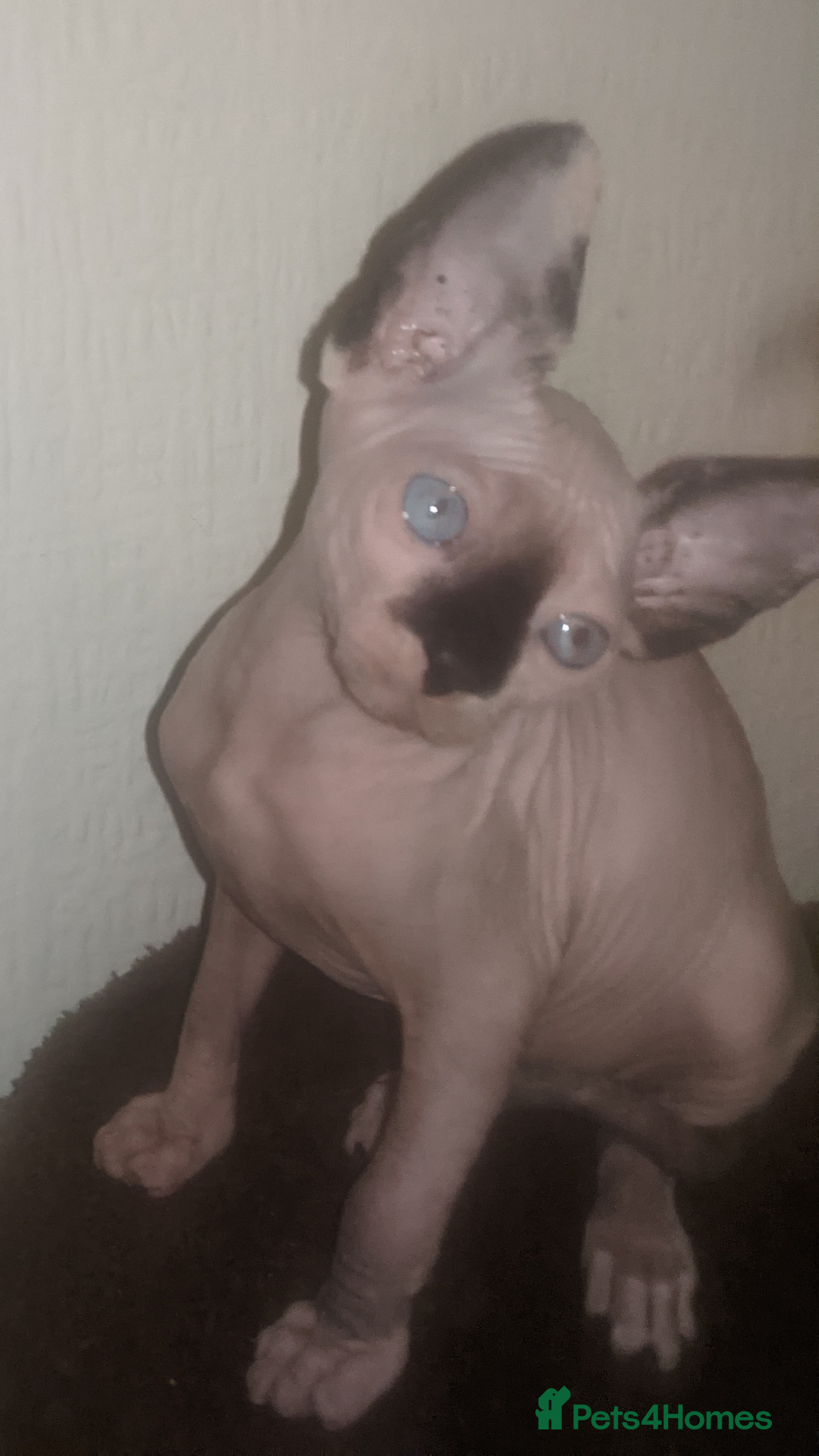 Sphynx cats for sale: Olesja - Advert 1