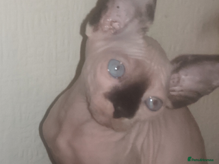 Sphynx cats Sphynx kittens with sky blue eyes for sale - Advert 2