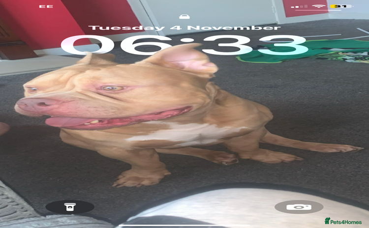 American Bully dogs American exotic pocket bully  - Advert 4