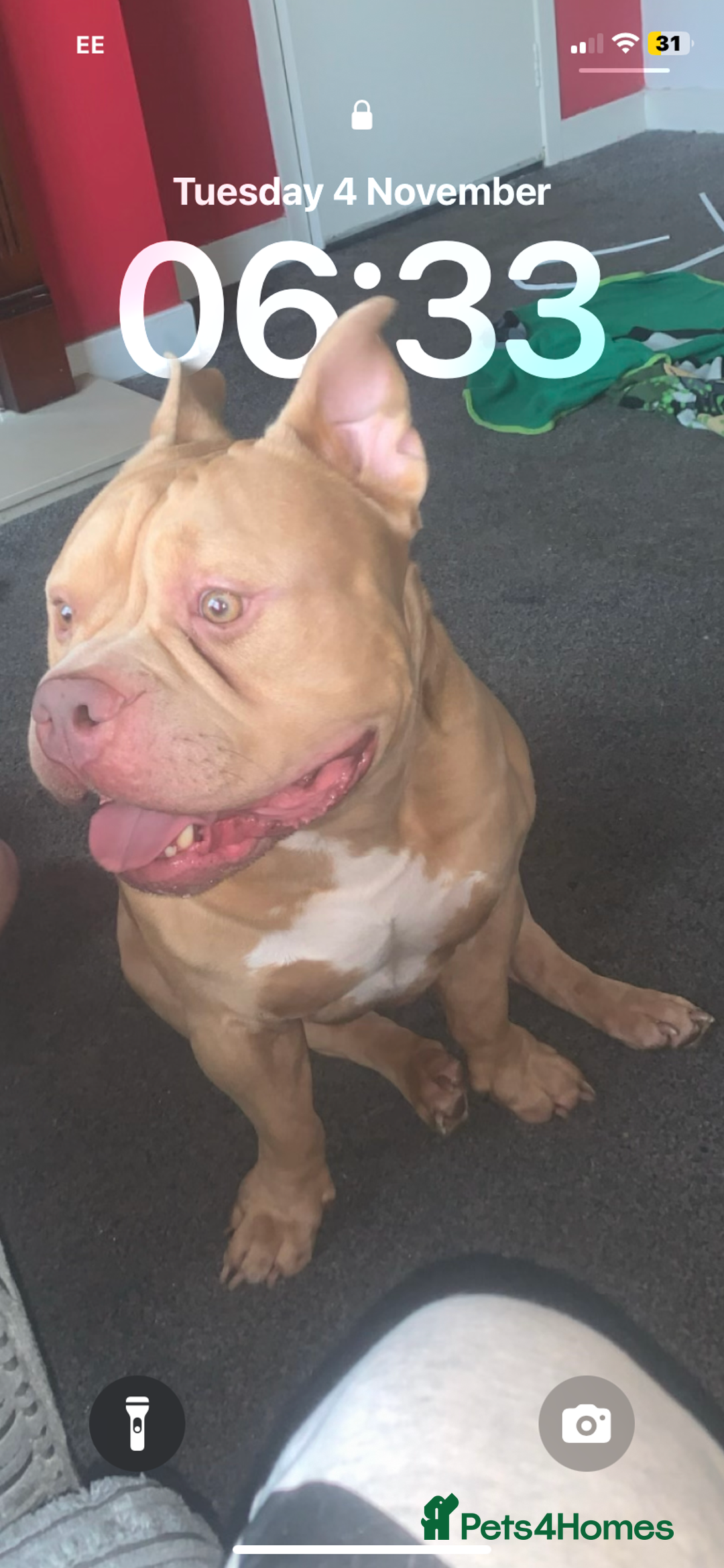 American Bully dogs for sale: American exotic pocket bully  - Advert 1