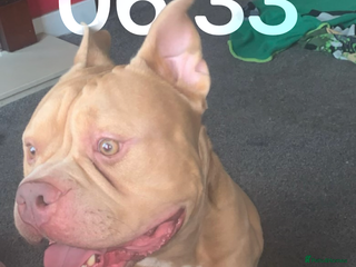 American Bully dogs American exotic pocket bully - Advert 1