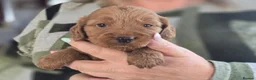 Cockapoo dogs for sale: Gorgeous Cockapoo Puppies  - Advert 4