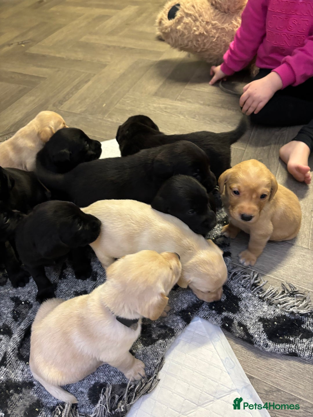 Labrador Retriever dogs for sale: Stunning lab pups - Advert 15