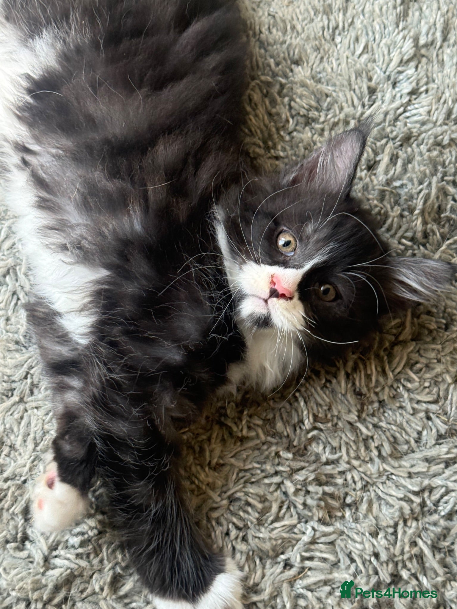 Maine Coon cats Stunning Purebred polydactyl Maine Coons Ready Now - Advert 9