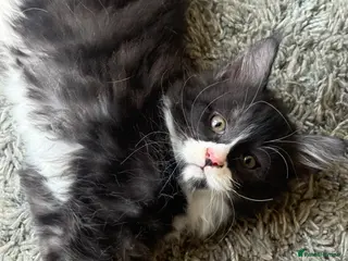 Maine Coon cats Stunning Purebred polydactyl Maine Coons Ready Now - Advert 6