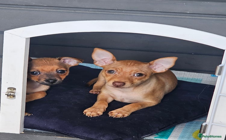Russian Toy Terrier dogs - Advert 2