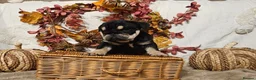 English Bulldog dogs for sale: Beautiful rainbow quality litter  - Advert 4