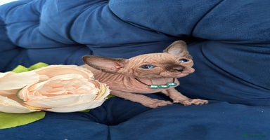 Sphynx cats - Advert 2