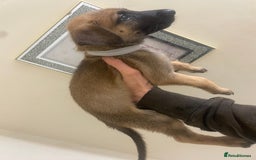 Belgian Shepherd Dog dogs for sale: Belgian Malinois Puppies - Image 5