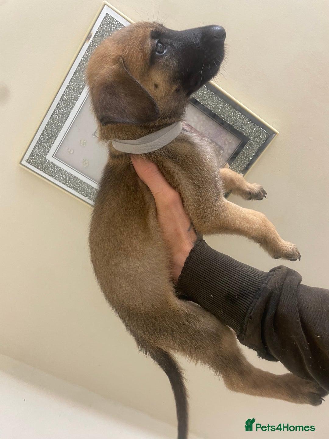 Belgian Shepherd Dog dogs for sale: Belgian Malinois Puppies - Image 5