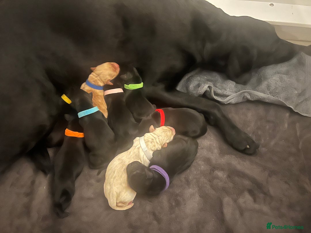 Labrador Retriever dogs for sale: Home bred labrador puppies - Advert 8