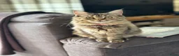 Maine Coon cats for sale: Beautiful maine coon girl in Eastleigh - Advert 7