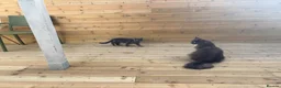 Maine Coon cats for sale: Two blue purebred Maine Coon boys ready - Advert 10