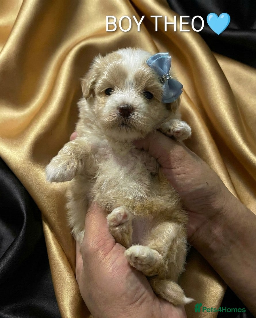 Maltipoo dogs 💫TOP QUALITY LUXURY F1 MALTIPOO LAST BOY❗🩵 - Advert 5